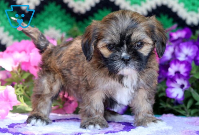 Adorable Cava Tzu puppy with a fluffy brindle coat, white chest, and dark expressive eyes, standing confidently in front of pink and purple flowers with a green zigzag-patterned blanket in the background. image