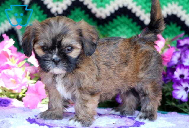Curious Cava Tzu puppy with a soft brindle coat and white markings on the chest and paws, standing on a purple blanket with bright pink and purple flowers in the background. image