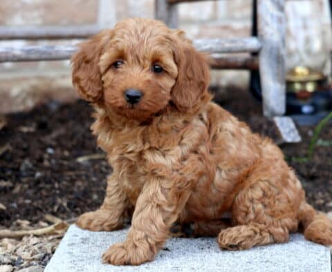 Andy Cavapoo