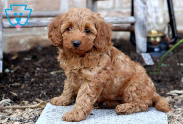 Fluffy Cavapoo puppy with a rich apricot-colored curly coat sits on a stone slab in front of a rustic bench, looking sweetly at the camera. image