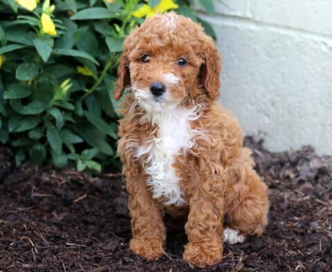 Angel Mini Poodle