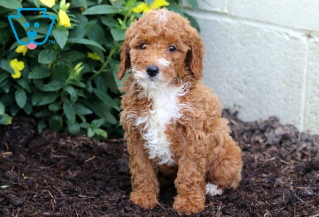 Angel Mini Poodle image