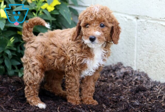 Angel Mini Poodle2 image