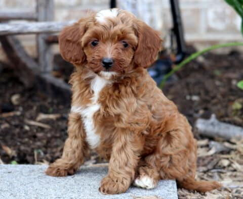 Anna Cavapoo