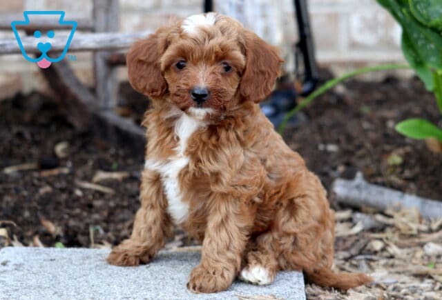 Adorable Cavapoo puppy with a curly apricot coat, white chest, and a white blaze on its forehead sits on a stone slab, looking softly into the camera. image