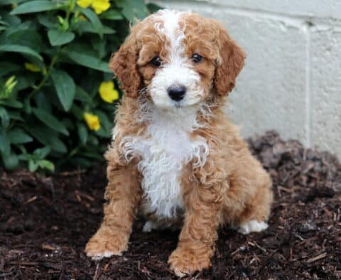 Arrow Mini Poodle