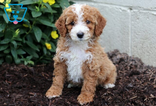 Arrow Mini Poodle image