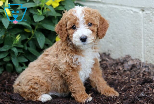 Arrow Mini Poodle2 image