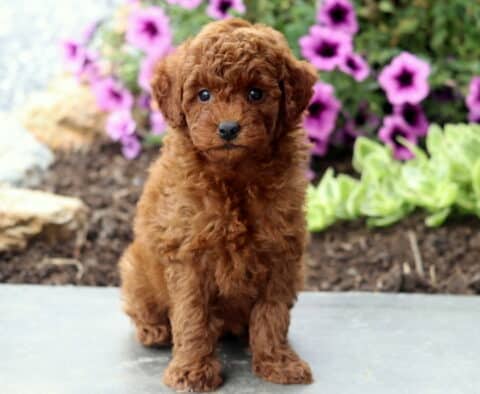 Ashton Mini Poodle