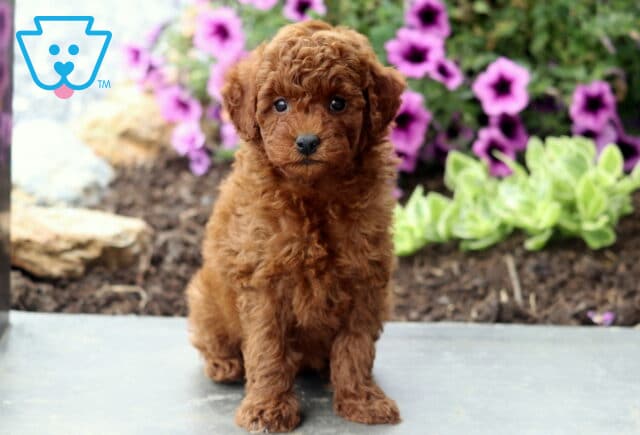Ashton Mini Poodle image