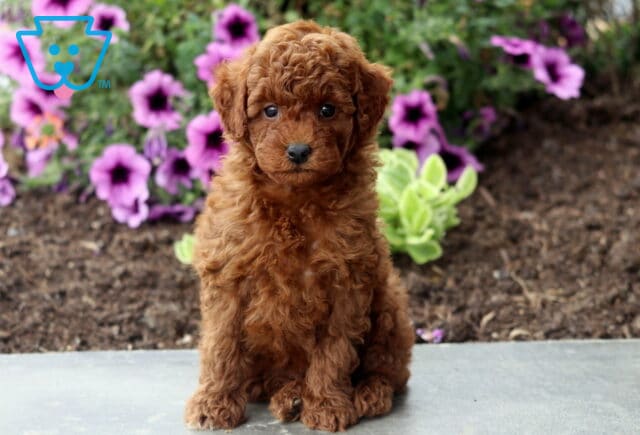 Ashton Mini Poodle2 image
