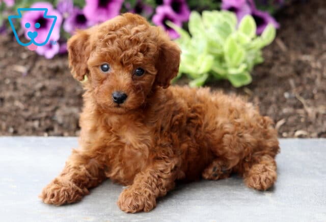 Asia Mini Poodle image
