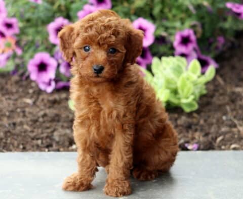 Asia Mini Poodle2