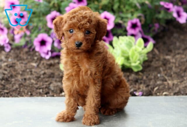 Asia Mini Poodle2 image