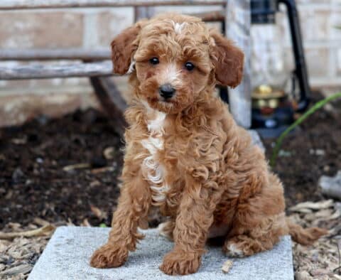 Aspen Cavapoo