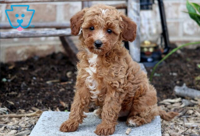 Cavapoo puppy with a curly apricot coat and white chest marking sits on a stone surface, tilting its head slightly with a sweet and inquisitive expression. image