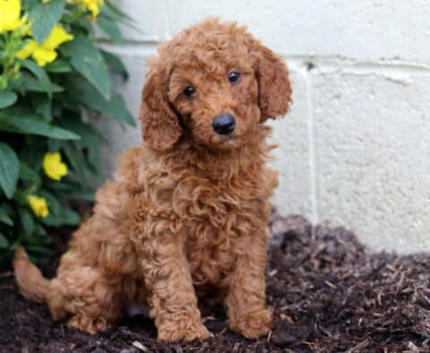 Aspen Mini Poodle