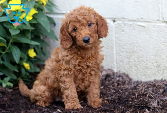 Aspen Mini Poodle image