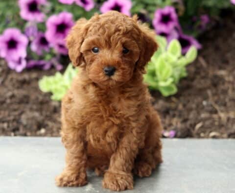 Aspen Mini Poodle