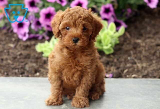 Aspen Mini Poodle image