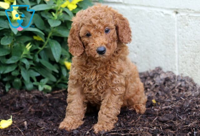 Aspen Mini Poodle2 image
