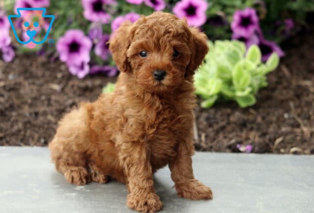 Aspen Mini Poodle2 image