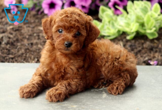 Atti Mini Poodle image