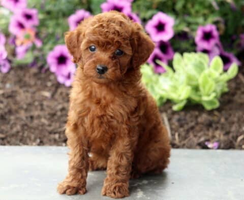 Atti Mini Poodle2