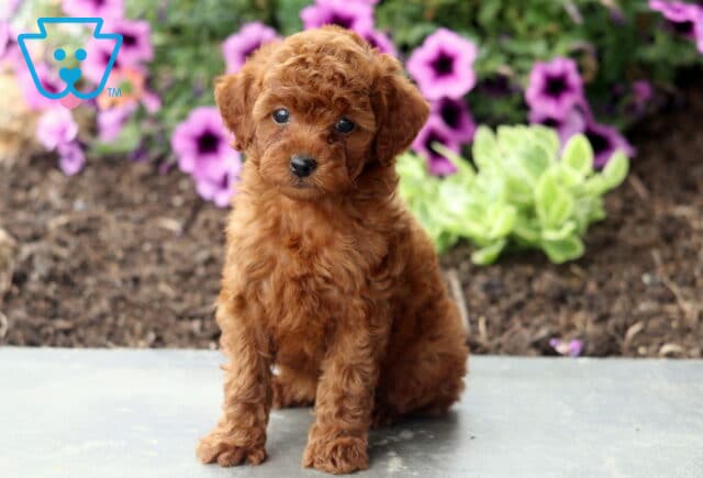 Atti Mini Poodle2 image