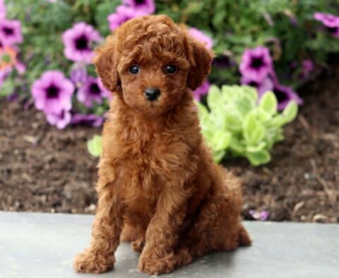 Audrey Mini Poodle