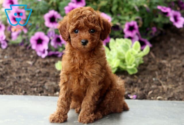 Audrey Mini Poodle image