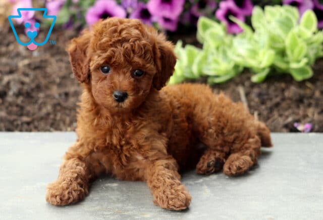 Audrey Mini Poodle2 image
