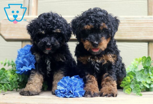 B litter Mini Poodle Group image