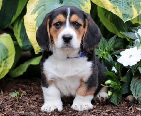 Baby Basset Hound Mix