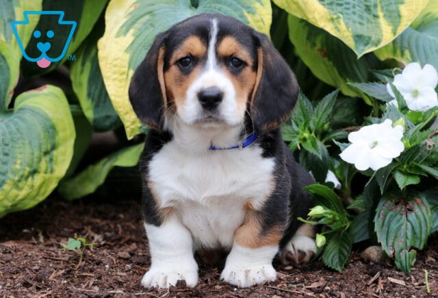 Baby Basset Hound Mix image
