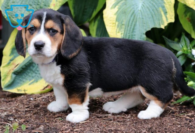 Baby Basset Hound Mix2 image