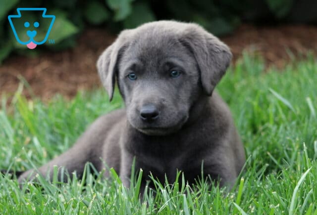 Charcoal Lab puppy resting in green grass with a curious expression, showing off a smooth dark gray coat and thoughtful eyes. image