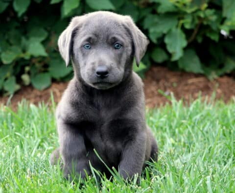 Adorable charcoal Lab puppy sitting upright in a grassy yard, gazing sweetly at the camera with soft blue eyes and a shiny dark gray coat.