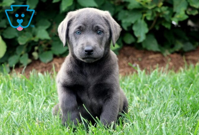 Adorable charcoal Lab puppy sitting upright in a grassy yard, gazing sweetly at the camera with soft blue eyes and a shiny dark gray coat. image