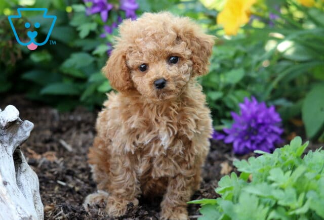 Curly apricot Toy Poodle puppy with a sweet expression sitting in garden mulch, surrounded by bright green leaves and blooming purple and yellow flowers. image