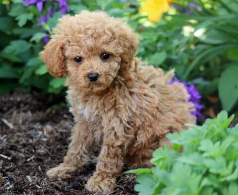 Curly apricot Toy Poodle puppy sitting in a flower garden, looking slightly downward, surrounded by leafy green plants and colorful purple and yellow blooms.