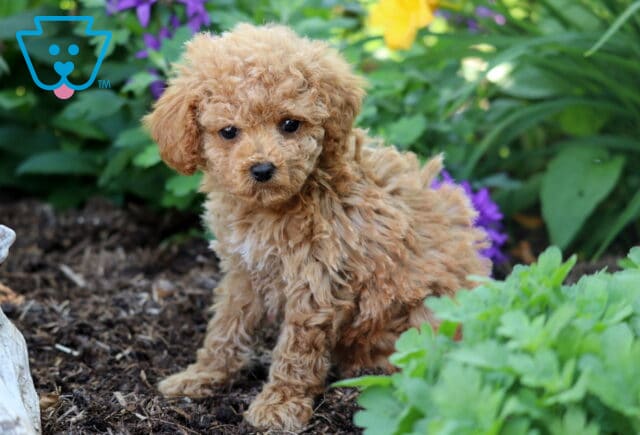 Curly apricot Toy Poodle puppy sitting in a flower garden, looking slightly downward, surrounded by leafy green plants and colorful purple and yellow blooms. image