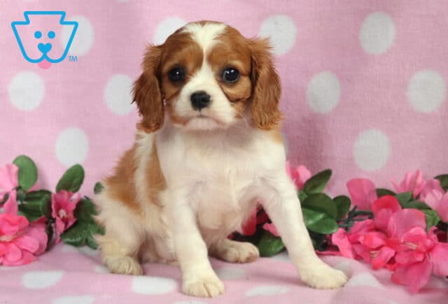 Babycakes Cavalier image