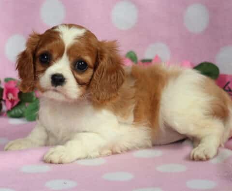 Babycakes Cavalier2