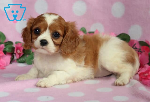 Babycakes Cavalier2 image