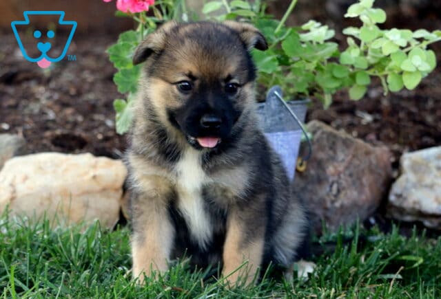 Babydoll Elkhound Mix image