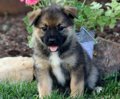 Babydoll Elkhound Mix2