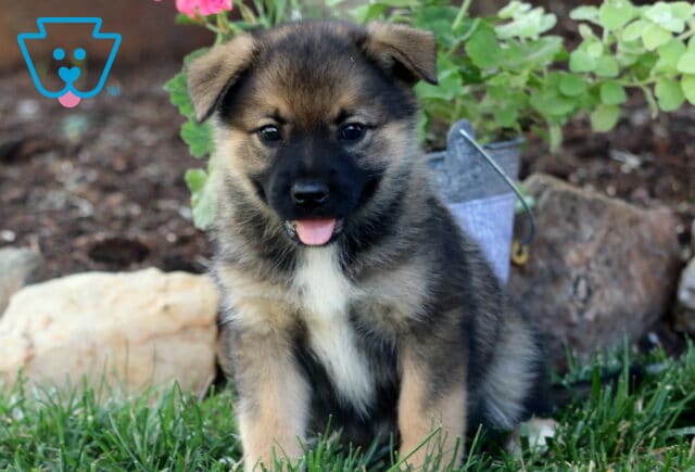 Babydoll Elkhound Mix2 image