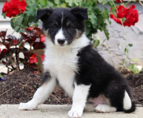 Bandit Border Collie