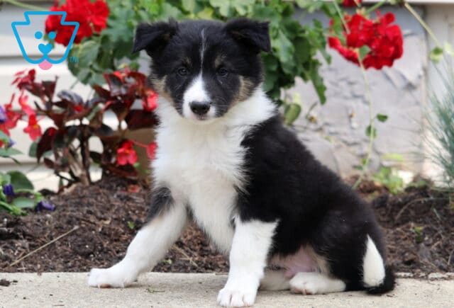 Attentive Border Collie puppy with a fluffy tricolor coat sitting near a flower garden filled with red and purple blooms. image